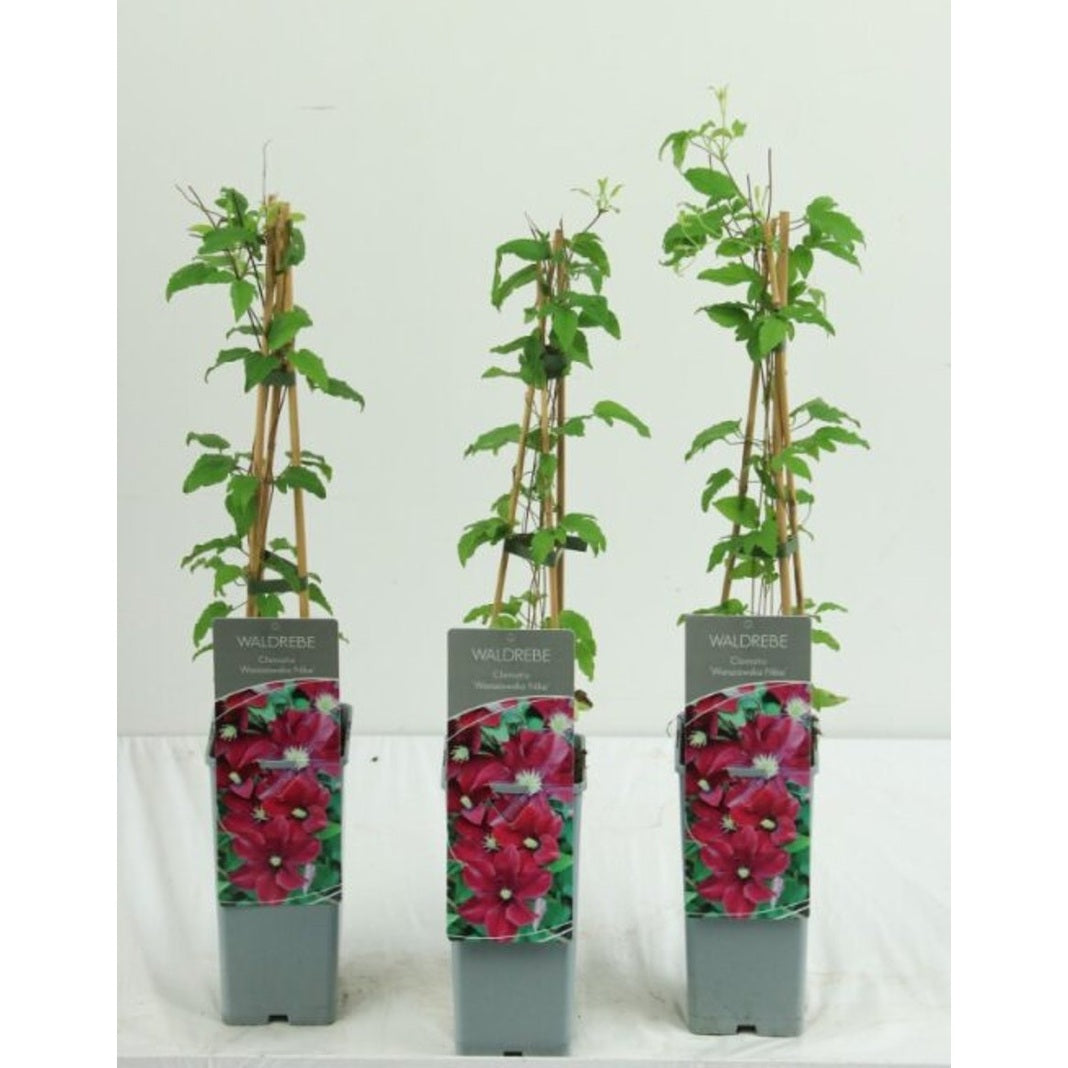 Klematis – Clematis 'Warszawska Nike' - C2 50-60 CM 3 Stick